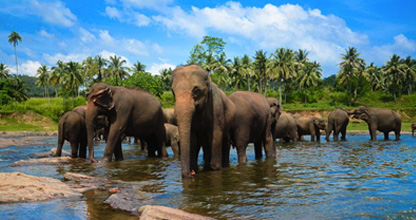 Pinnawala