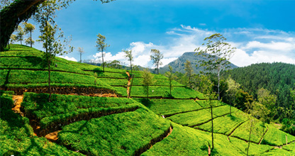 Nuwara Eliya
