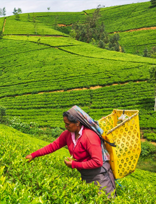Nuwara Eliya